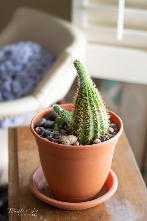 pretty cactus 